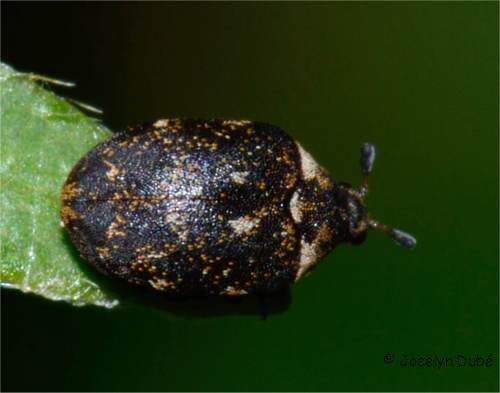 Anthr�ne des mus�es (Anthrenus museorum)