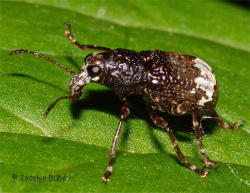 Col�opt�re de la famille Anthribidae (Eurymycter fasciatus)