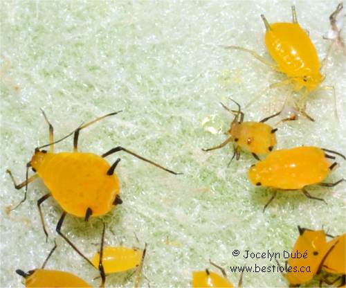 Aphidiens (Aphididae)