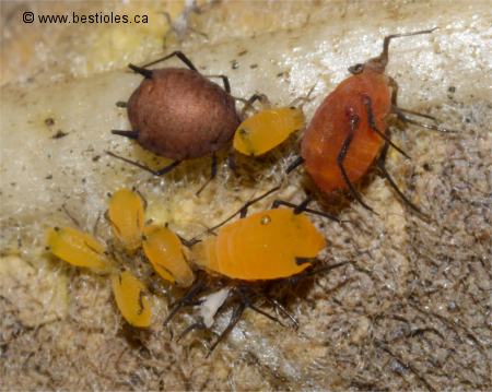 Photo d'Aphidoides (pucerons) sur une feuilles