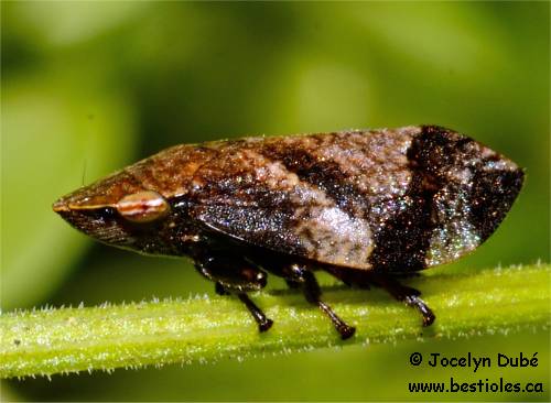 Aphrophores (Aphrophoridae)