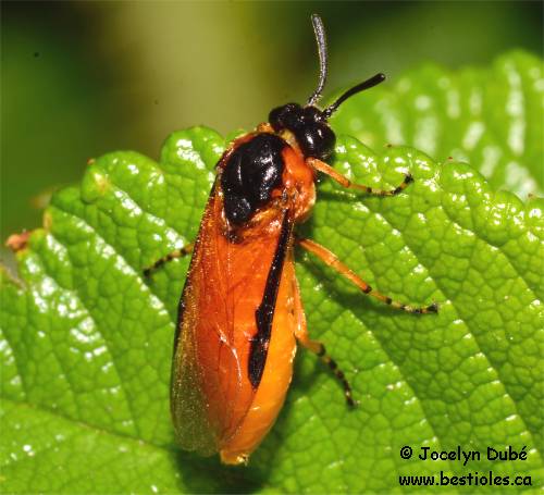 Photo de Tenthr�de du rosier (Arge ochropus)