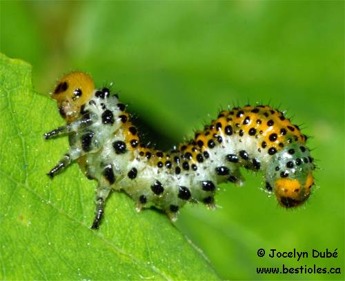 Photo d'une larve d'Argid�s (Argidae)