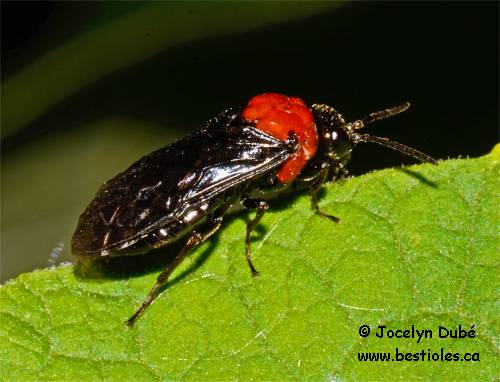 Photo d'Argid�s (Argidae)