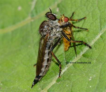 Photo d'une mouche asilide qui mange une �ristale