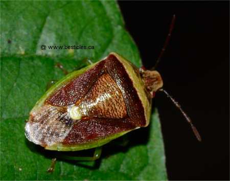 Photo d'une punaise diminu�e (Banasa dimidiata)