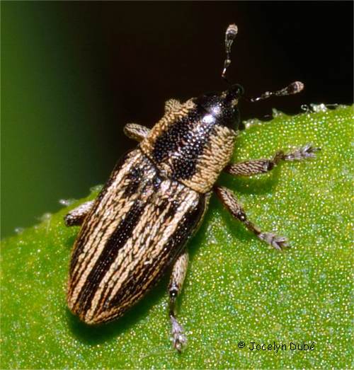 Barinus cribricollis (Baridinae)