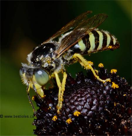 Photo de Bembix americana