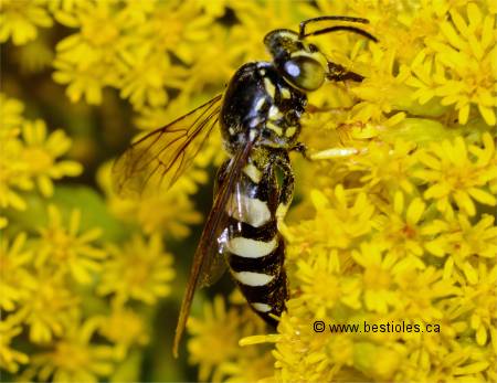 Photo de Bicyrtes ventralis