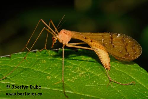 Photo d'un insecte de la famille des Bittacidae