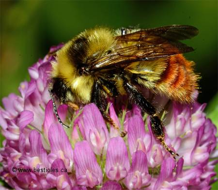 Photo de bourdon tricolore - Bombus ternarius
