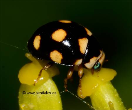 Photo de Coccinelle � huit points - Brachiacantha ursina