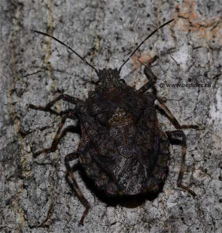 Photo de punaise � quatre bosses (Brochymena quadripustulata)