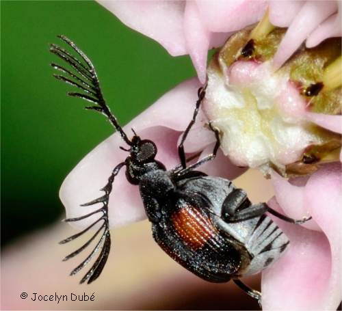 Insecte de la famille Bruchidae (Megacerus discoidus)