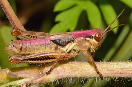 Photo d'un criquet de l'ordre des caelif�res