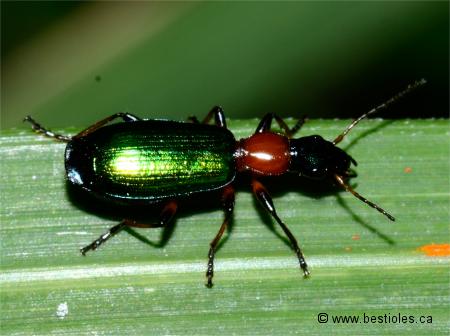 Photo de Calleida punctata est un carabe actif de jour