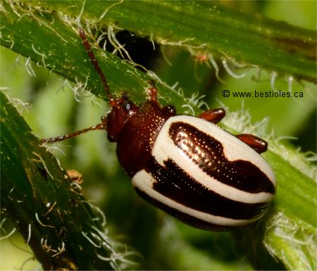 Photo de calligraphe du bident (Calligrapha bidenticola)