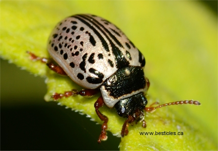 Photo d'un calligraphe du saule - Calligrapha multipunctata
