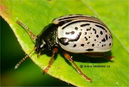 Photo d'un calligraphe lign� du cornouiller - Calligrapha philadelphica