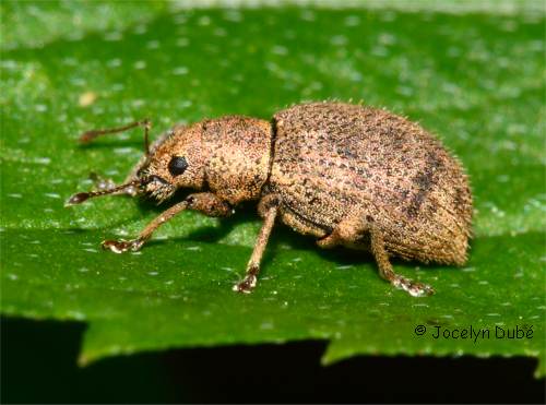 Calomycterus setarius