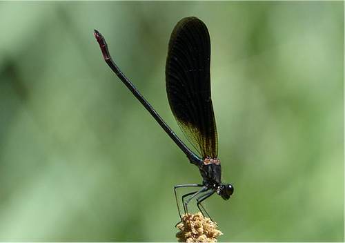Calopterygidae