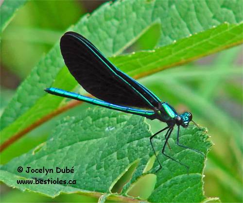 Demoiselle bistrée (Calopteryx maculata)