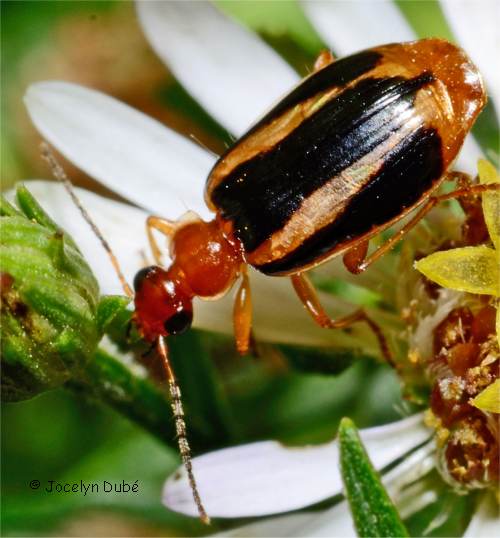 Photo d'un Col�opt�re de la famille des Carabidae (Lebia solea)
