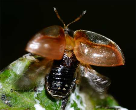 Photo d'une casside orang�e qui s'envol