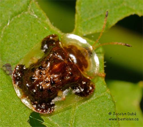 Photo d'une Casside oursonne (Plagiometriona clavata)