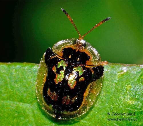 Photo d'une Casside tachet�e (Deloyala guttata)