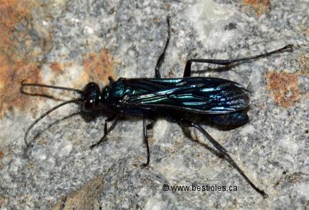 Photo d'une poti�re bleue (Chalybion californicum)