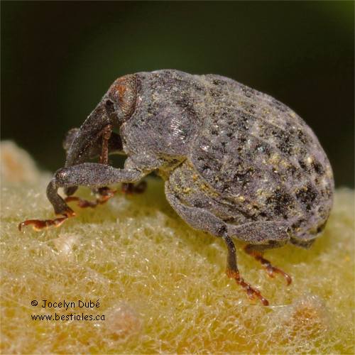 Charan�on de l'ascl�piade