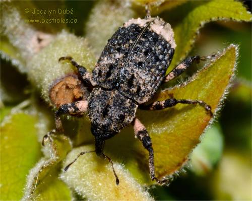 Charan�on du saule