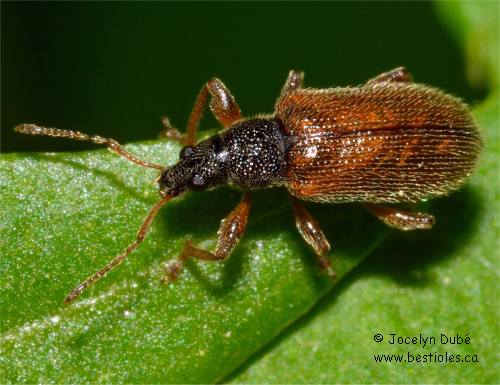 Charan�on � �tuis fauves