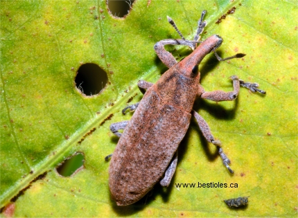 Photo d'un charan�on