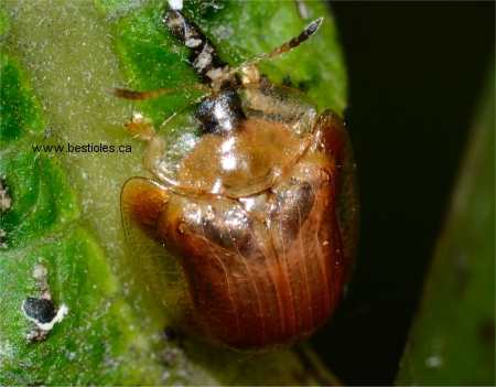 Photo d'une petite casside orang�e - Charidotella purpurata