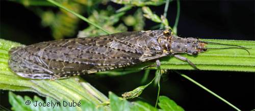 Photo de Chauliodes rastricornis