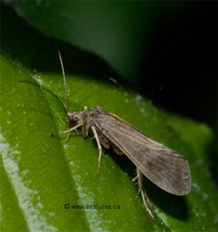 Photo d'un trichopt�re de la famille (Cheumatopsyche)