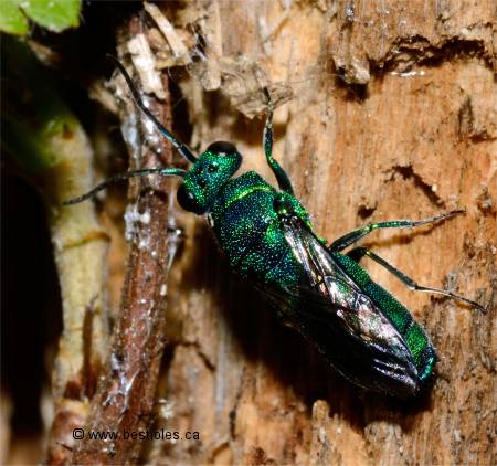 Photographie de Chrysis inaequidens