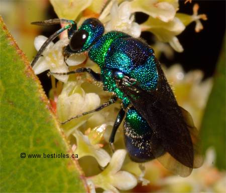 Photo de Chrysis nitidula complex