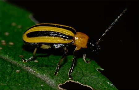 Photo d'une chrysom�le ray�e du concombre - Acalymma vittatum