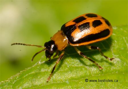 Photo d'une Chrysom�le du haricot - Cerotoma trifurcata
