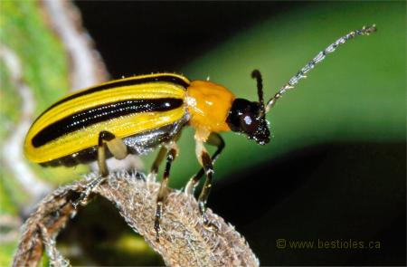 Photo d'une Chrysom�le ray�e du concombre - Acalymma vittatum