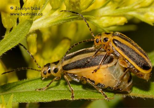 Photo d'une Chrysom�le ray�e de la verge d'or - Trirhabda virgata
