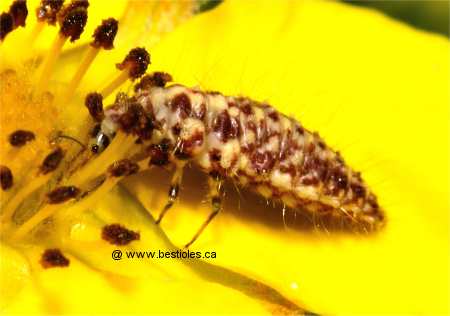 Photo d'une larve de chrysope