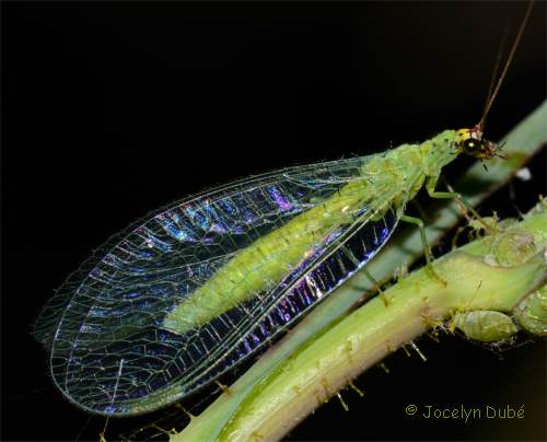 Photo de neuropt�re (Chrysope aux yeux d'or)