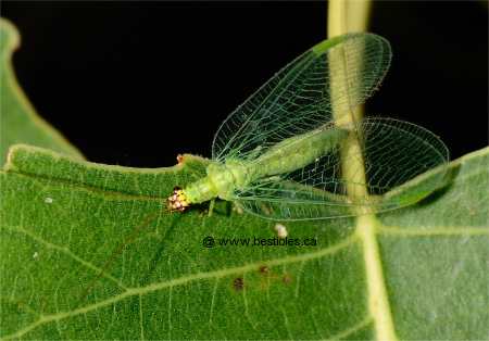Photo d'une chrysope