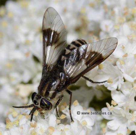 Photo de mouche � chevreuil (Chrysops aestuans)