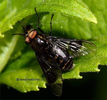 Photo d'un taon � chevreuil (Chrysops mitis)