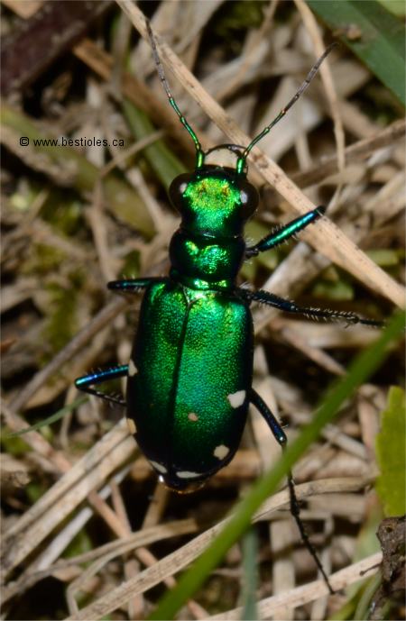 Photo de Cicind�le � six points (Cicindela sexguttata)